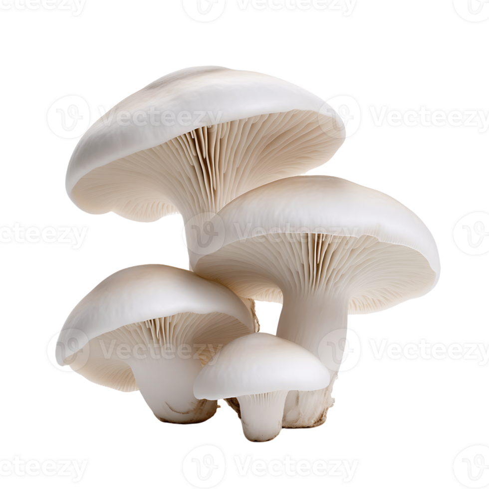 Edible Mushrooms Isolated on Clear Background png