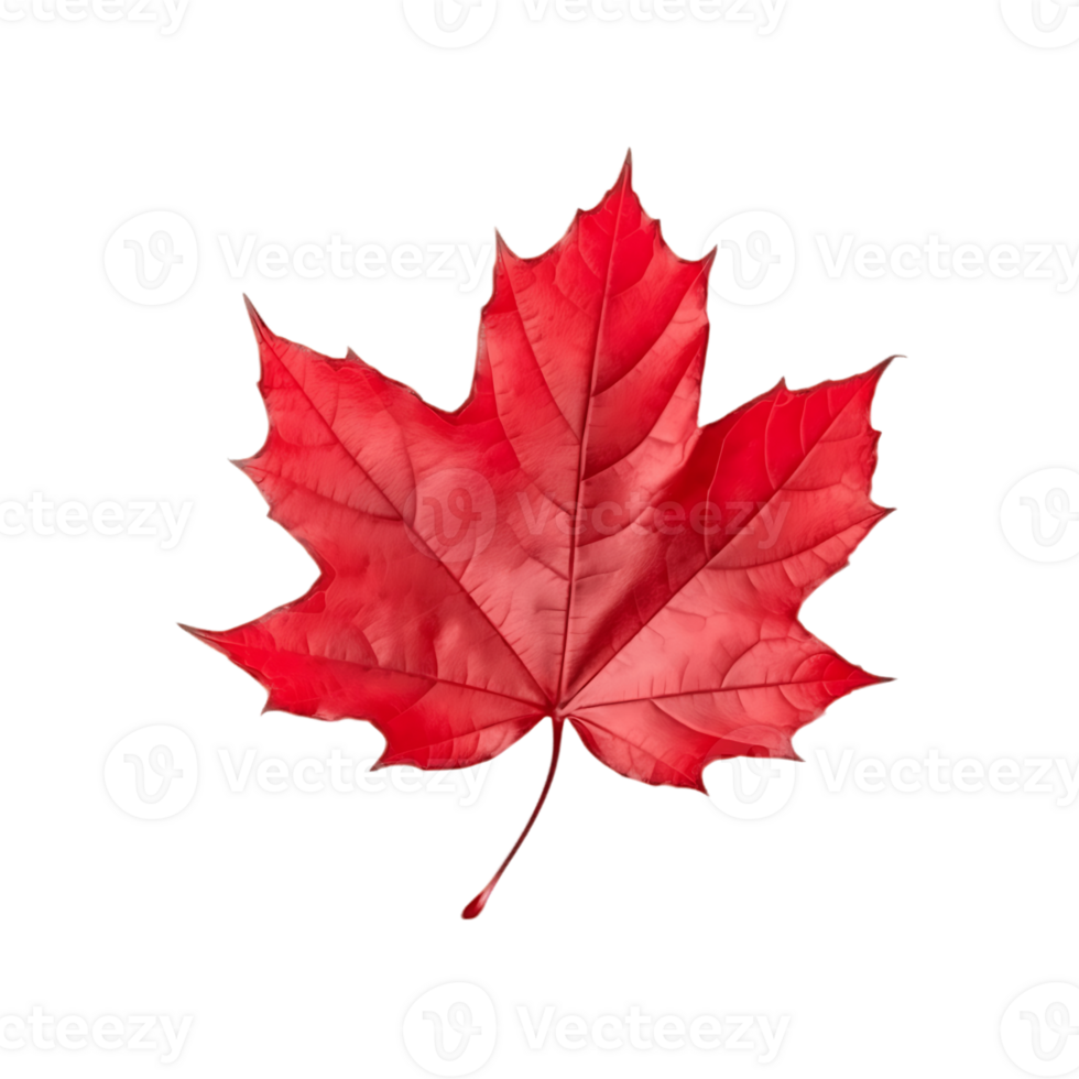 Transparent Fall Foliage png