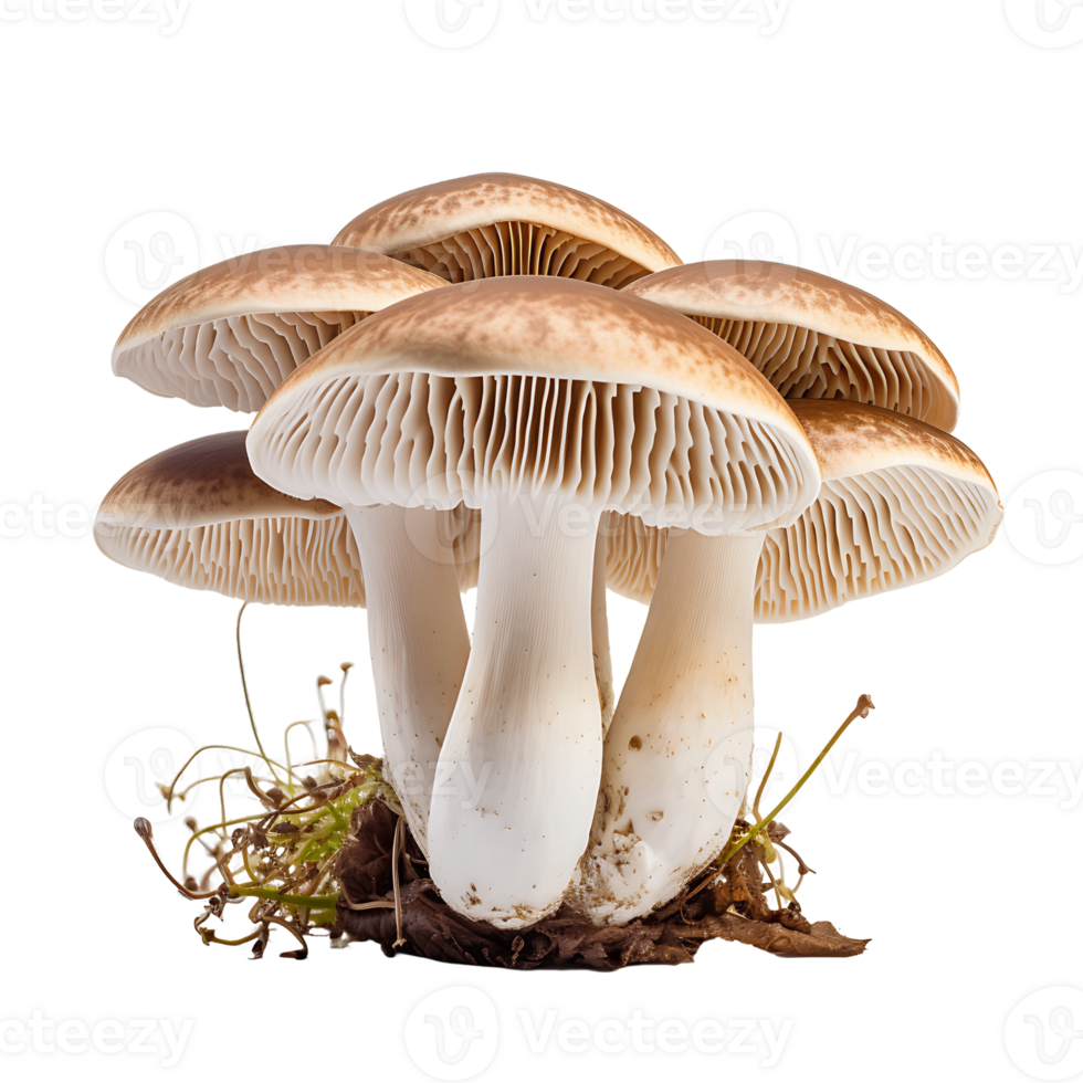 Forest Mushroom Clipart with Transparency png