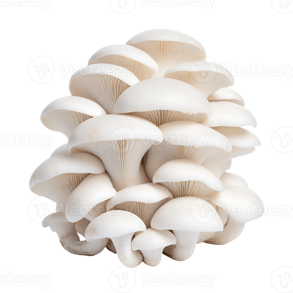 Wild Mushroom Group with Transparency png