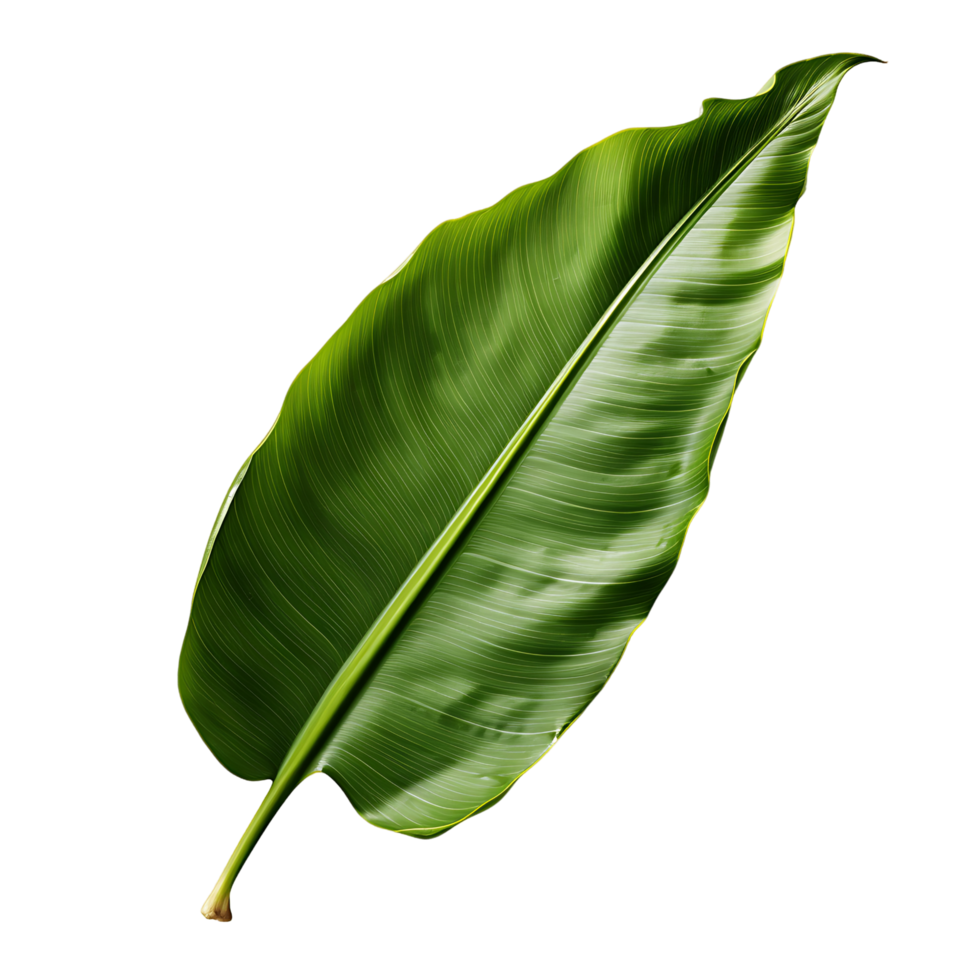 Exotic Banana Leaf with Transparency png