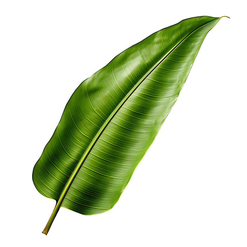 Isolated Transparent Banana Leaf png