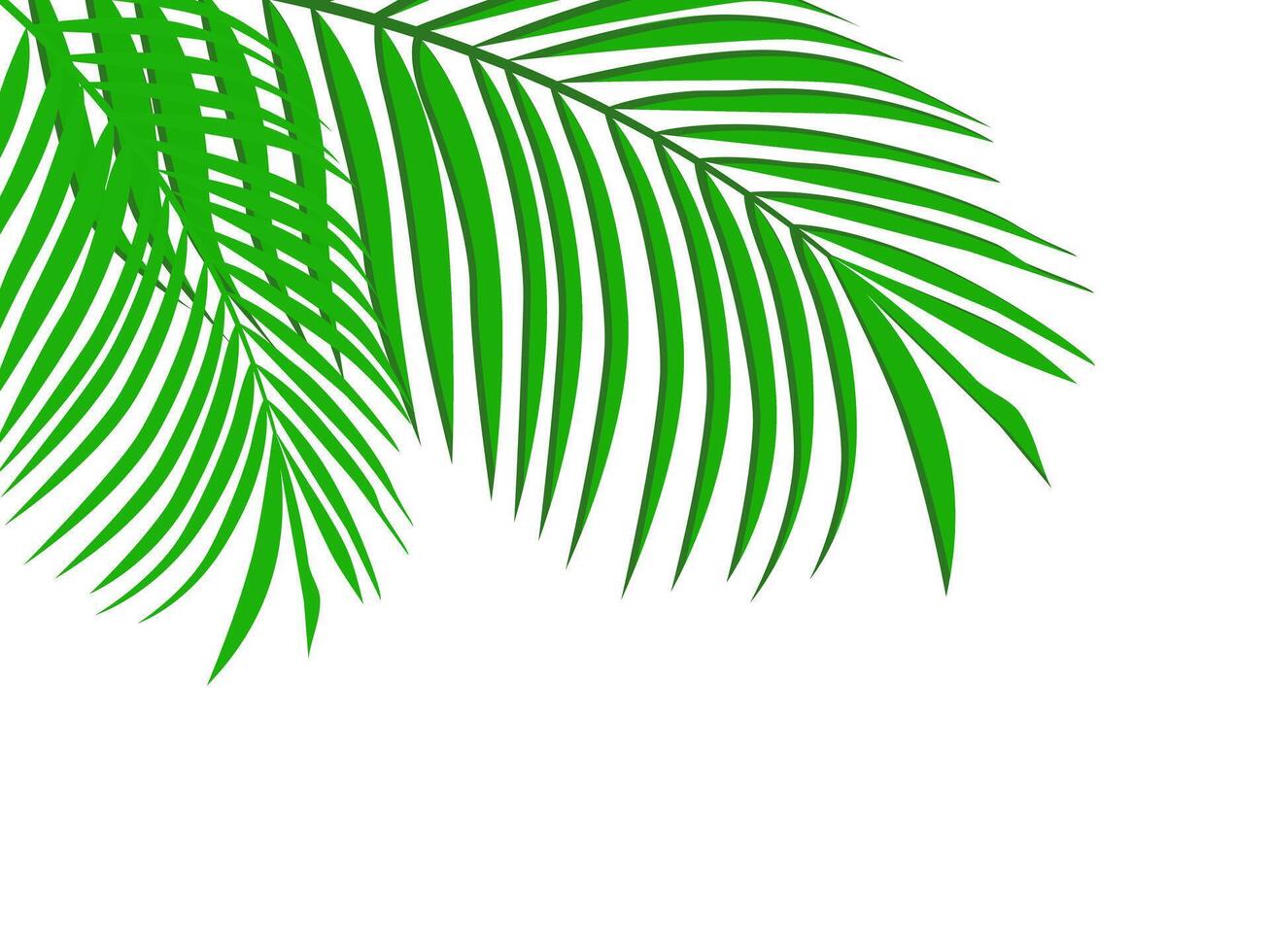 palm leaves on white background vector