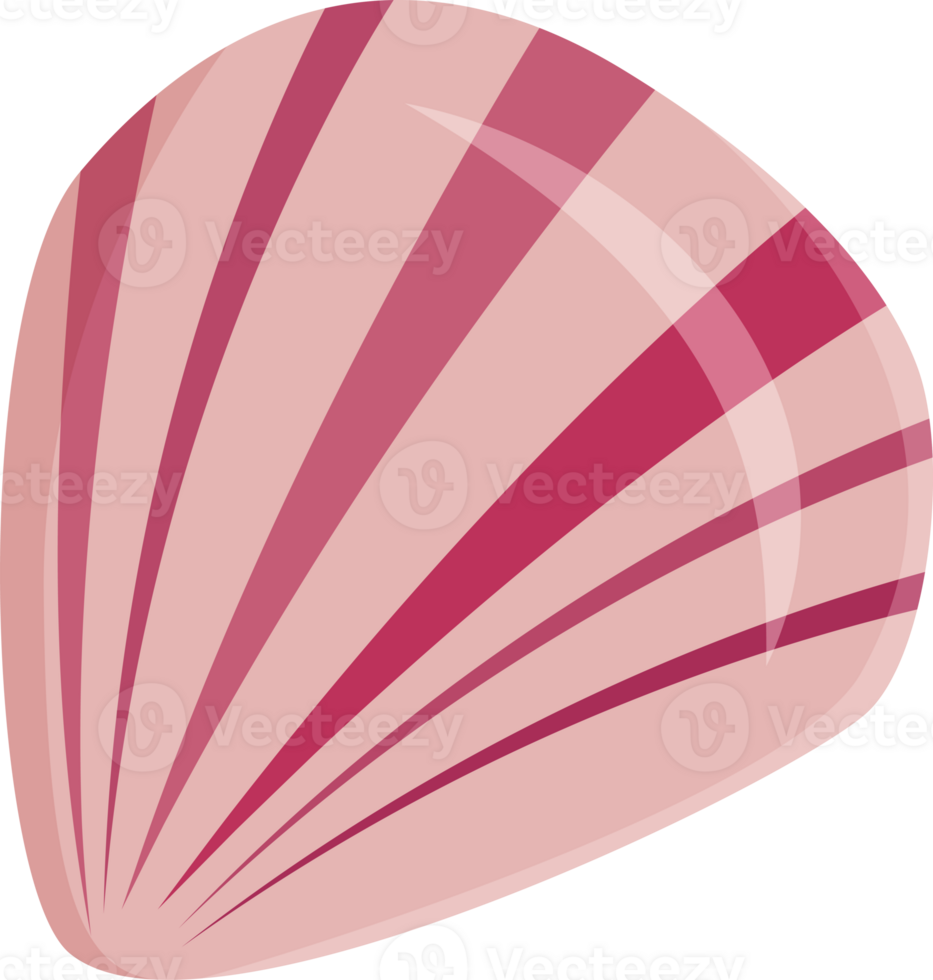 colorful sea shell colorful illustration design isolate png