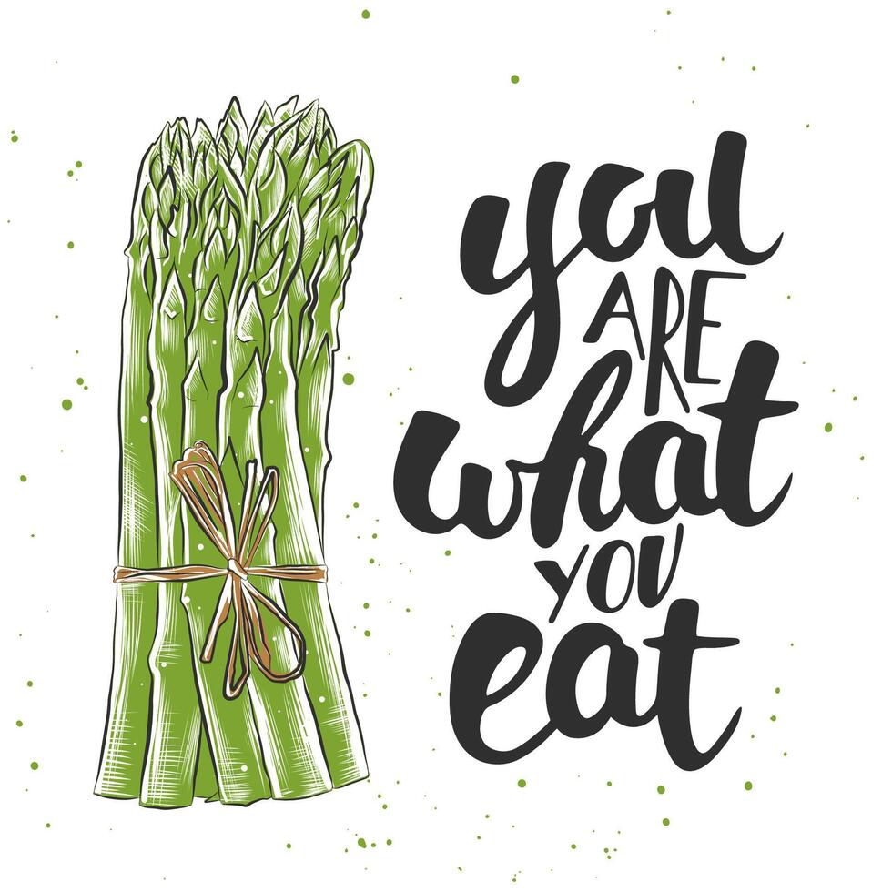 card with hand drawn unique typography design element for greeting cards, decoration, prints and posters. You are what you eat with sketch of asparagus, modern brush calligraphy with splash. vector