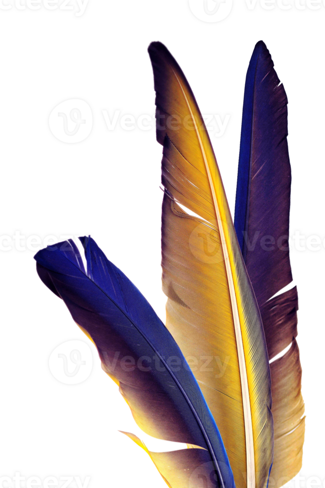 colorful bird feathers on neutral background png