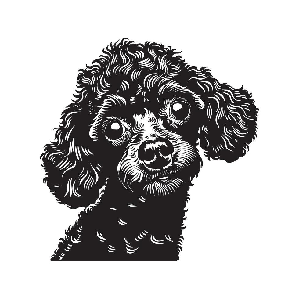 Poodle Dog - A Startled Poodle Dog face illustration in black and white vector