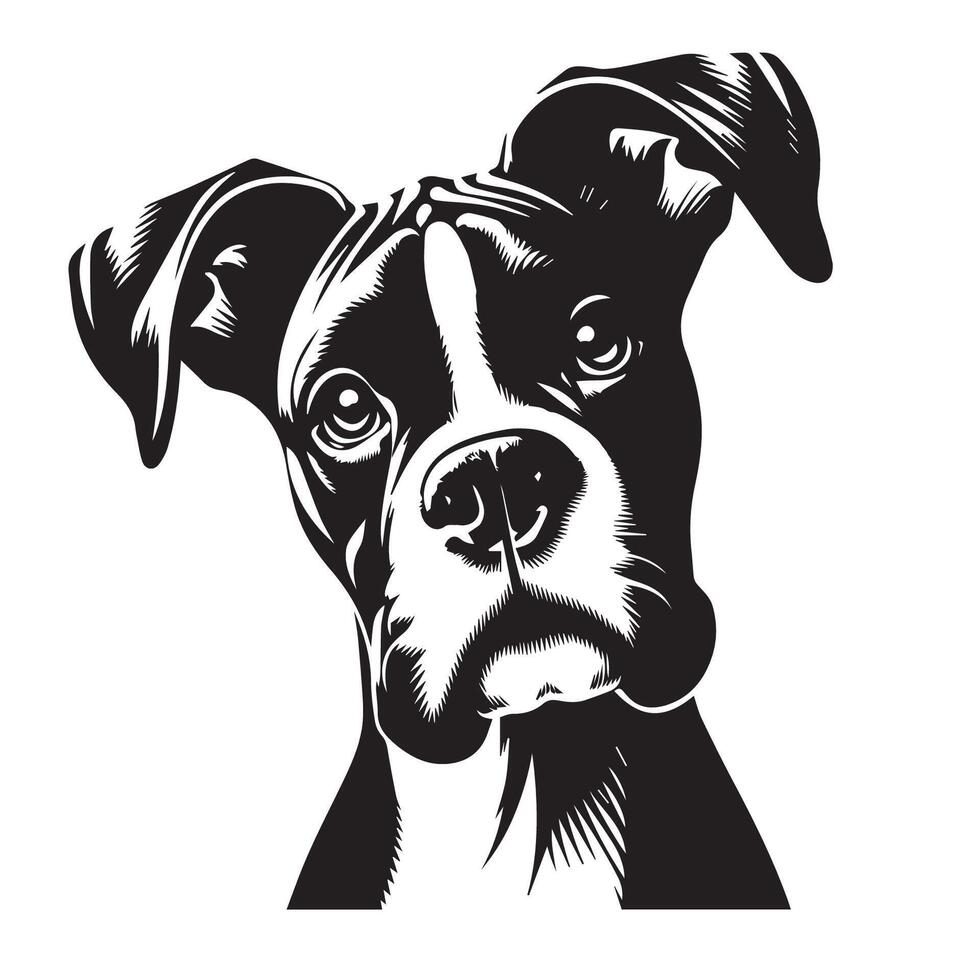 Boxer Dog - A Boxer Dog Curious face illustration in black and white vector