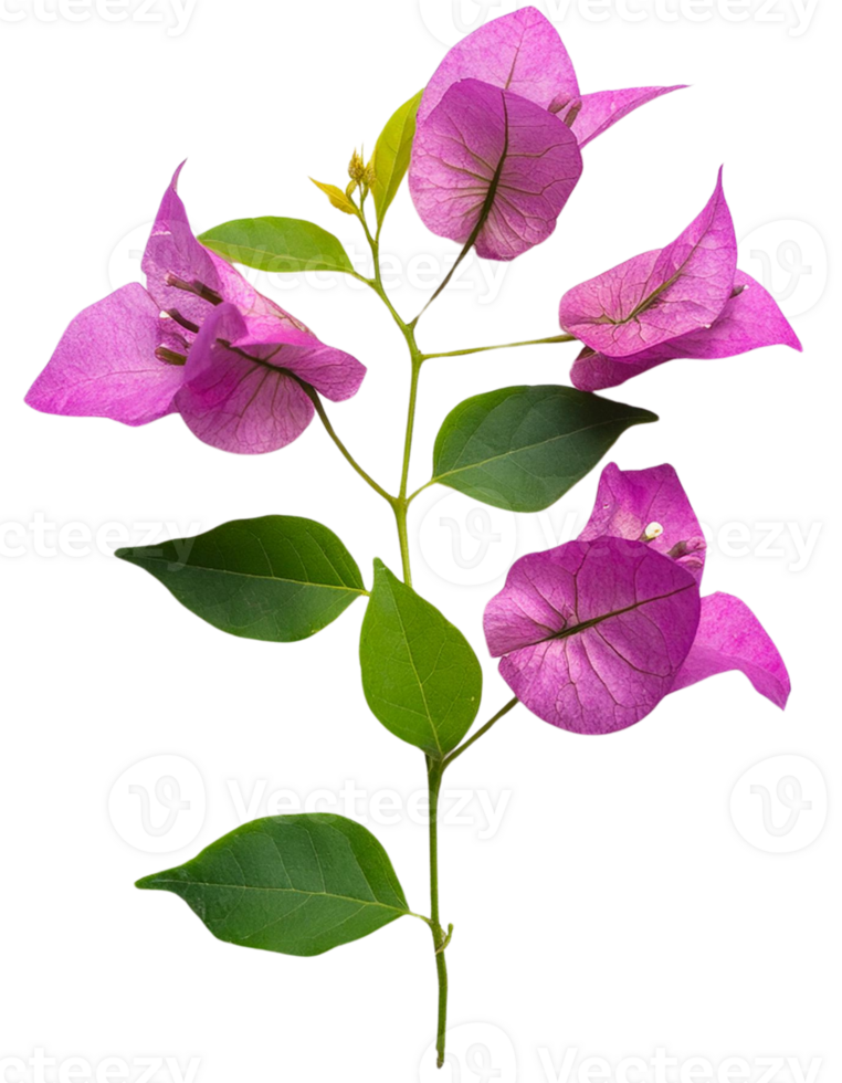 Bougainvillea flower, illustration png