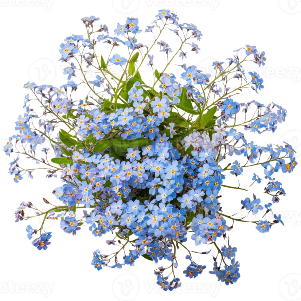 forget me not flower, transparent photo png