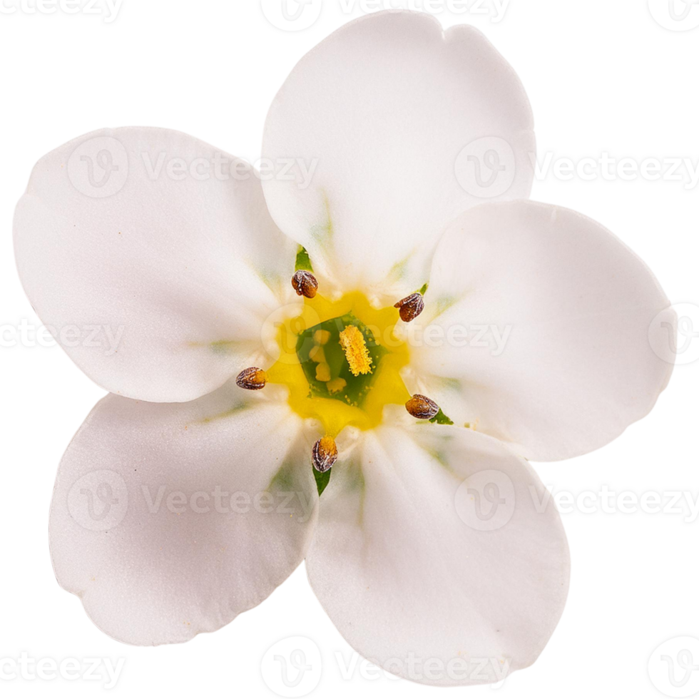 blanco olvidar yo no flor png