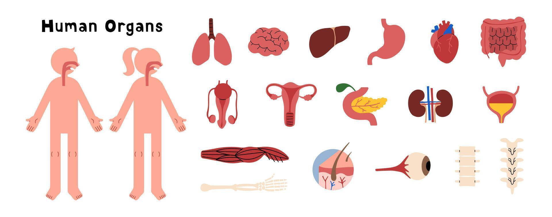 Human Organs collection 1 cute on a white background, illustration. vector