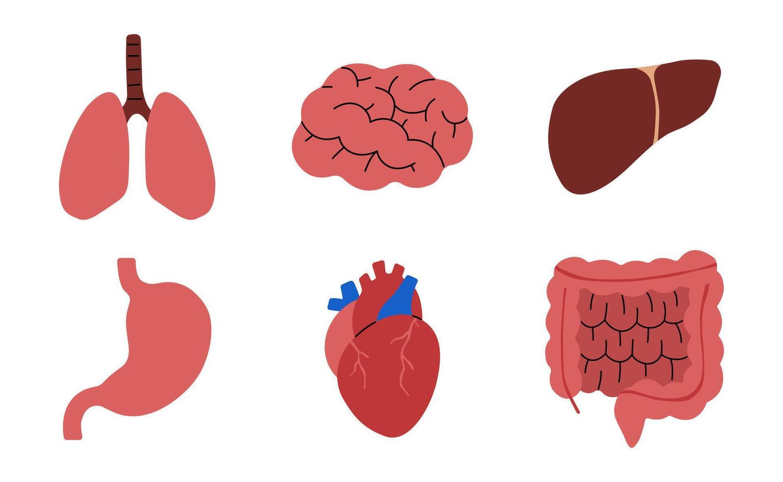 Human Organs cute on a white background, illustration. vector