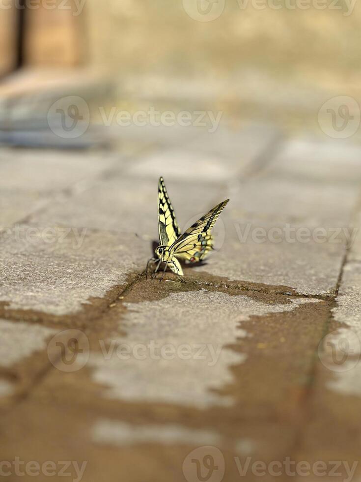 A single yellow butterfly rests on a stone path, its delicate wings open, showcasing a vibrant pattern and natural beauty in an urban setting photo