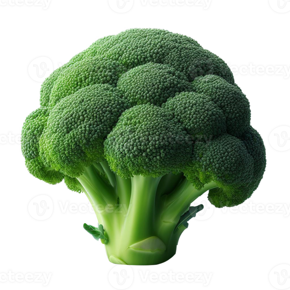 Single piece of organic green raw broccoli on isolated transparent background png
