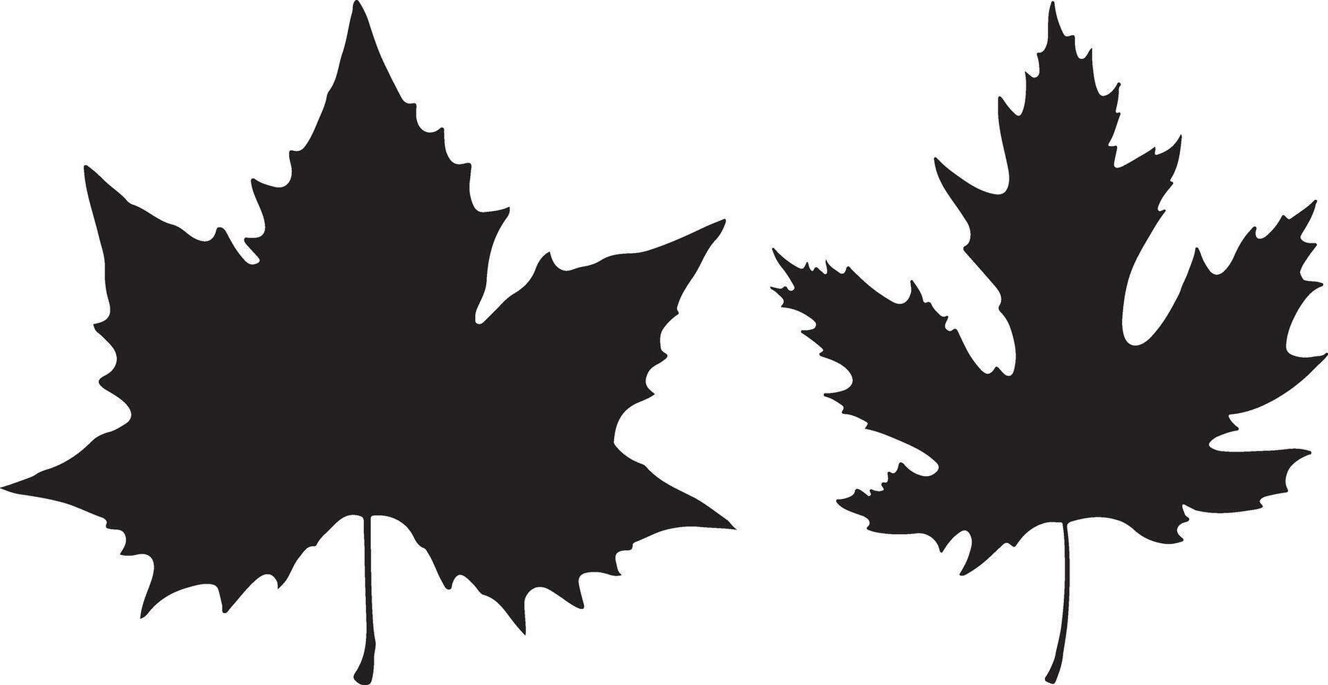 Maple leaf silhouette on white background vector