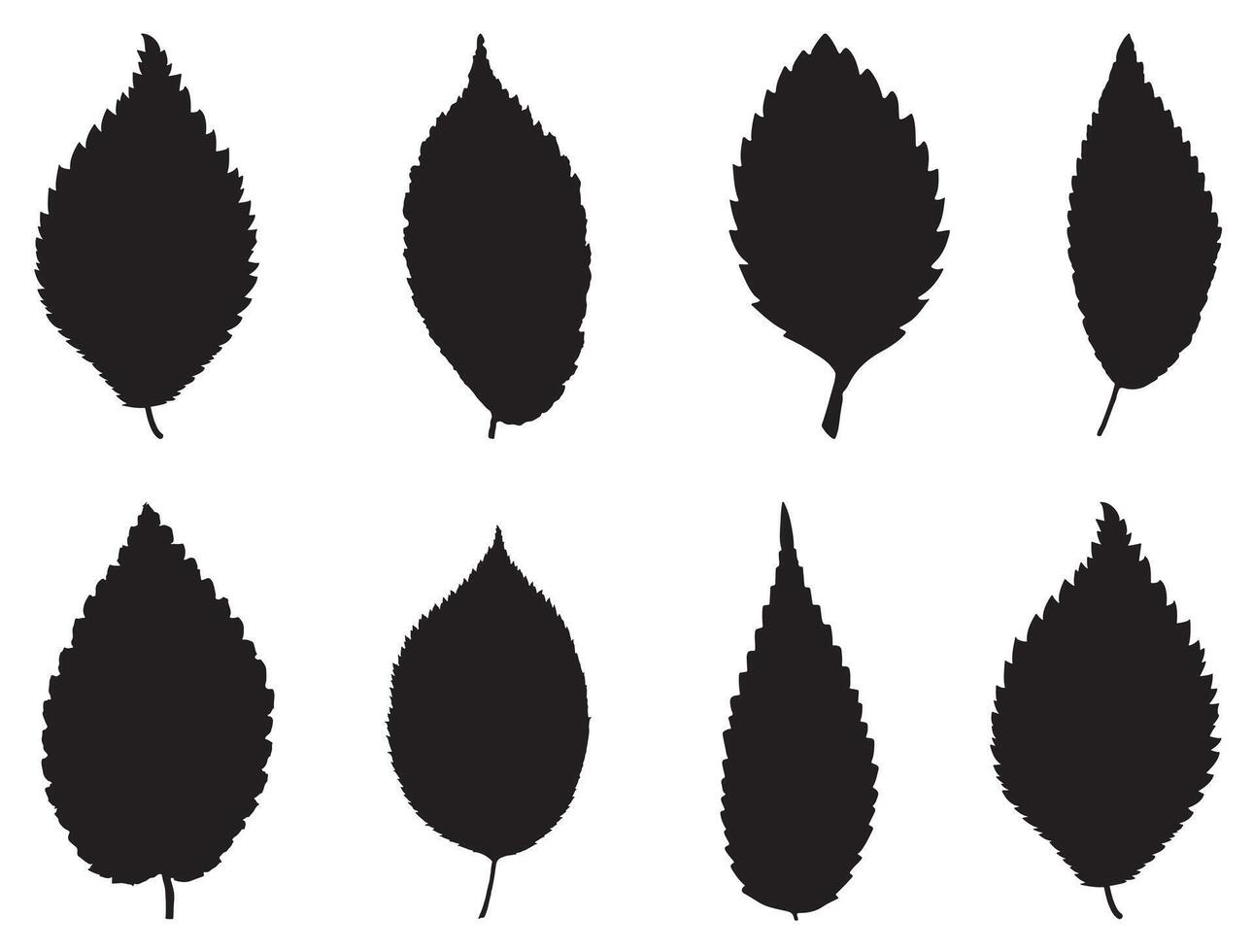 Elm leaf silhouette on white background vector