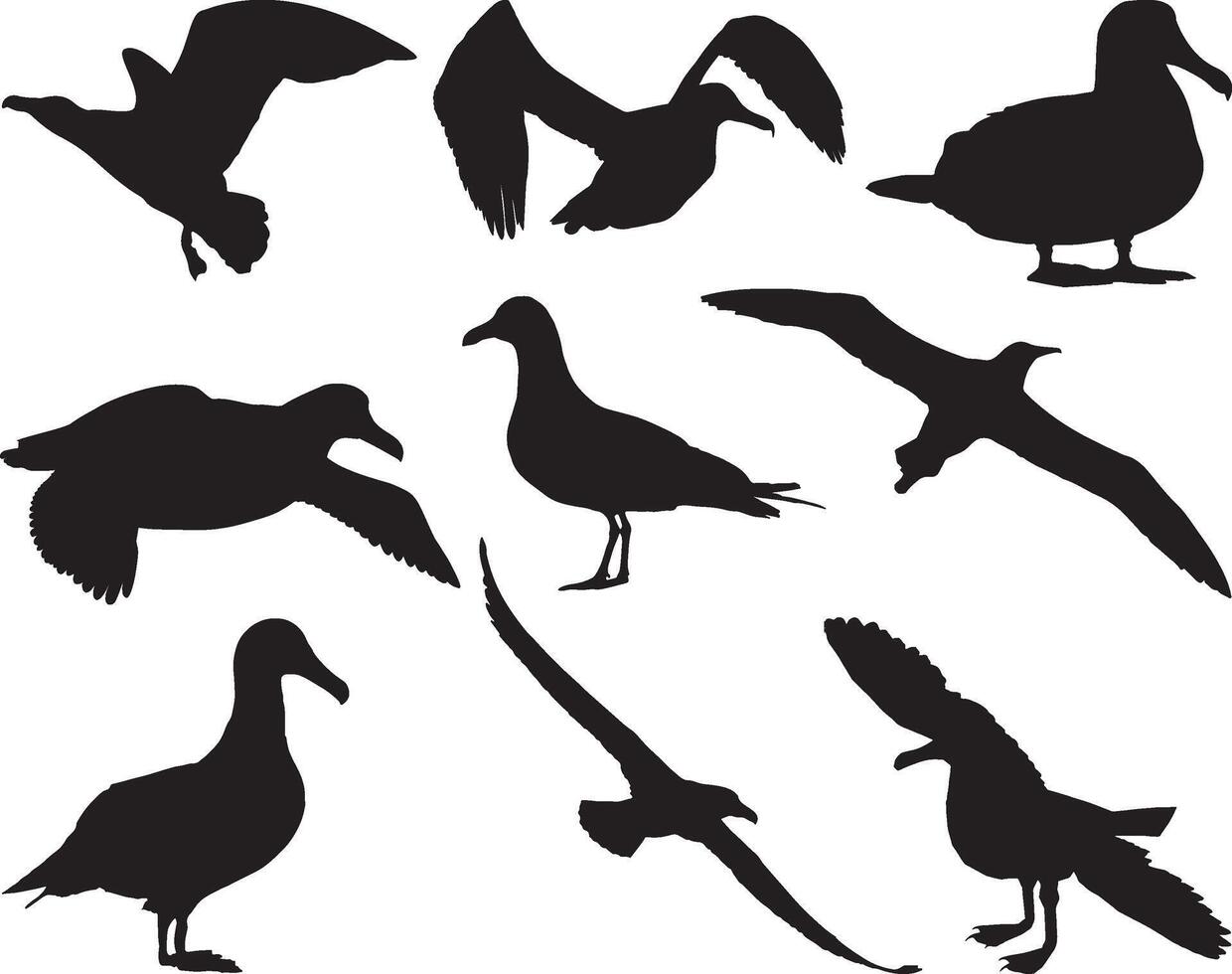 Albatross birds silhouette on white background vector