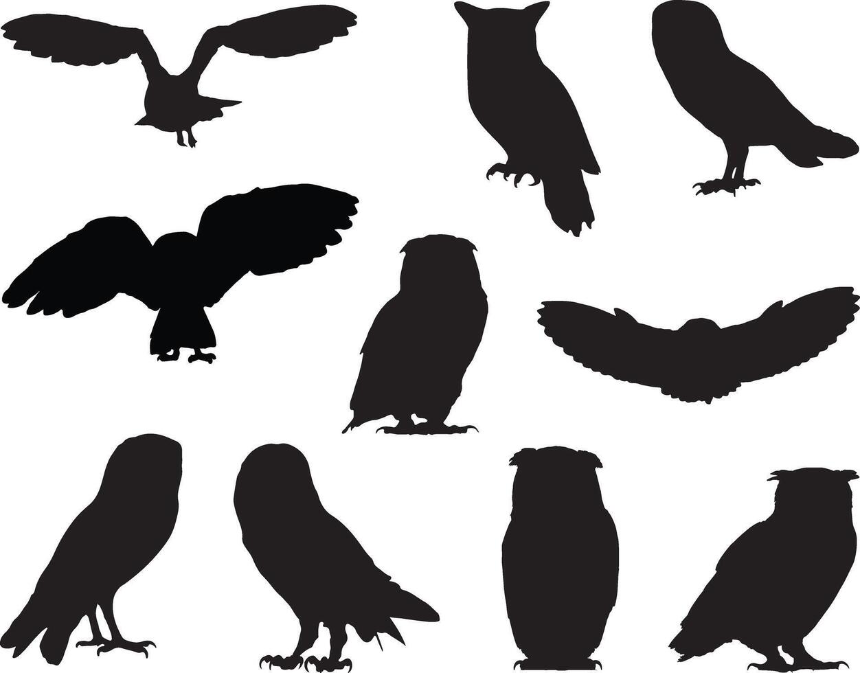 Owl silhouette on white background vector