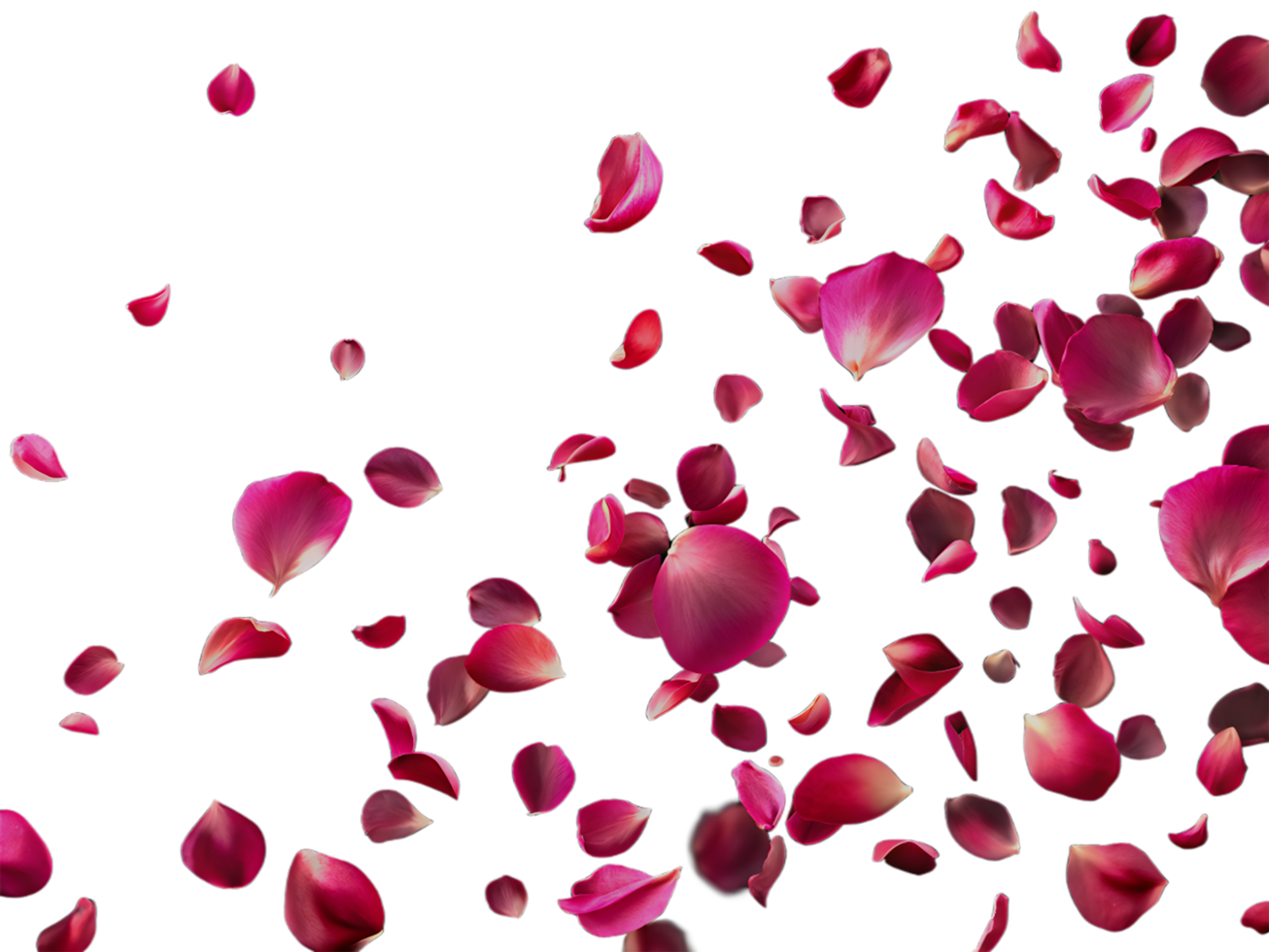 Pink Rose Petals Falling Gracefully png
