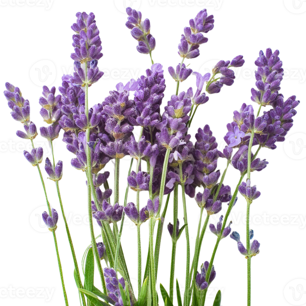 lavendel- blommor illustration png