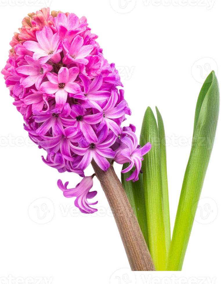 bouquet of pink hyacinth png