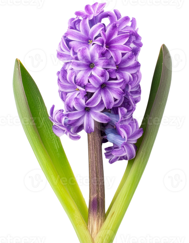 bouquet of pink hyacinth png