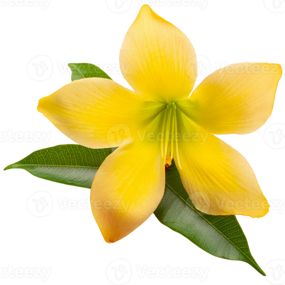 ein Allamanda Lilly png