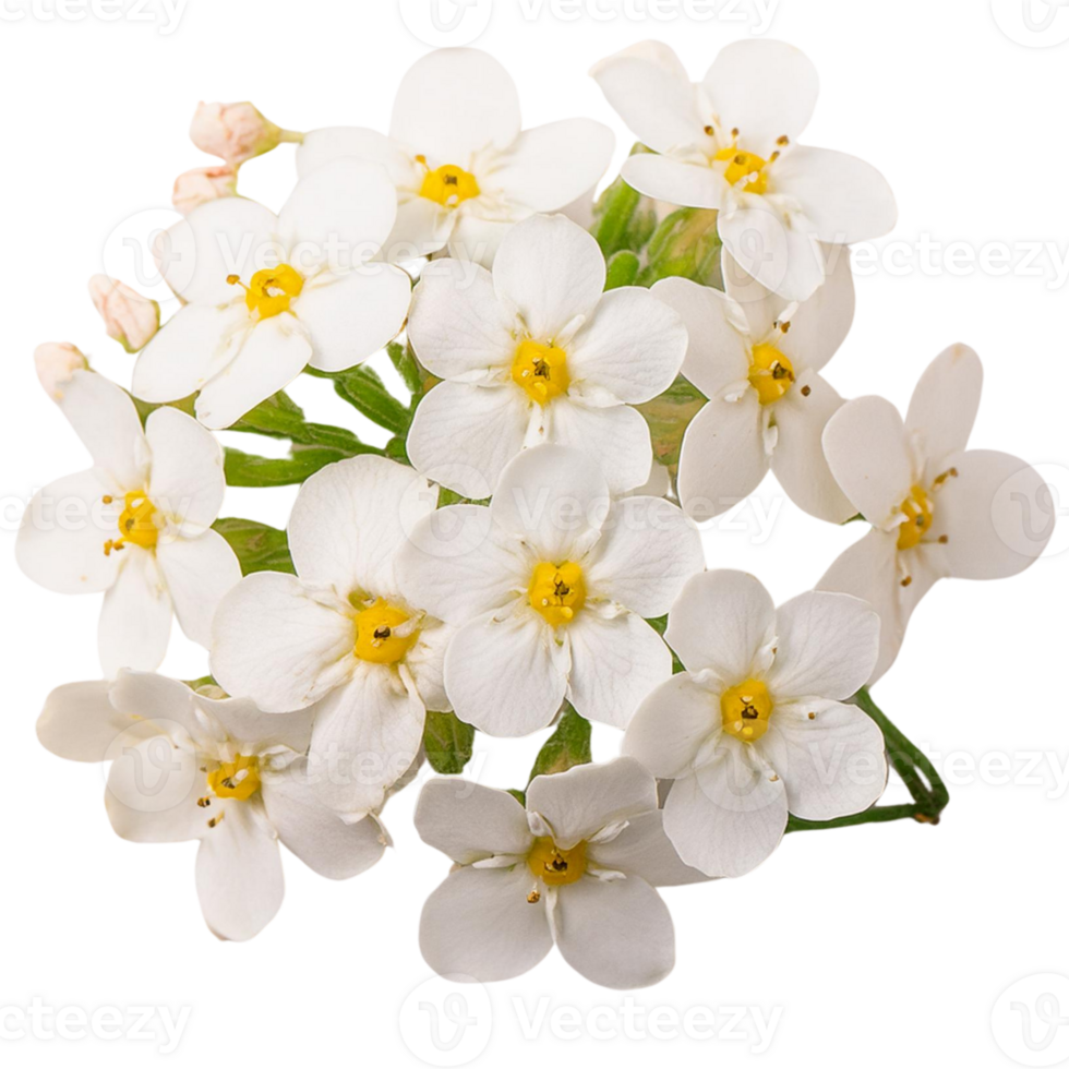 white forget me not flower png