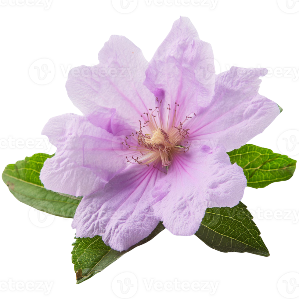 Shoe flower, illustration png