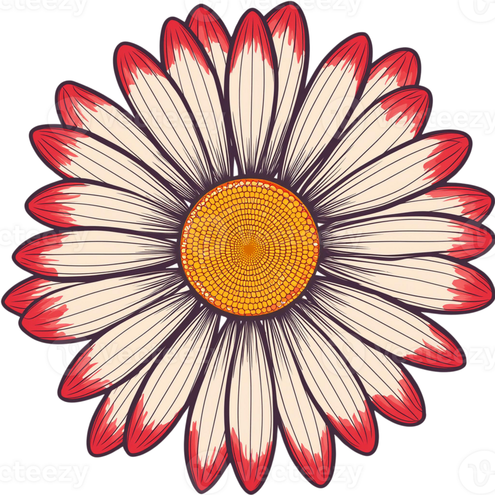 a Daisy, illustration png
