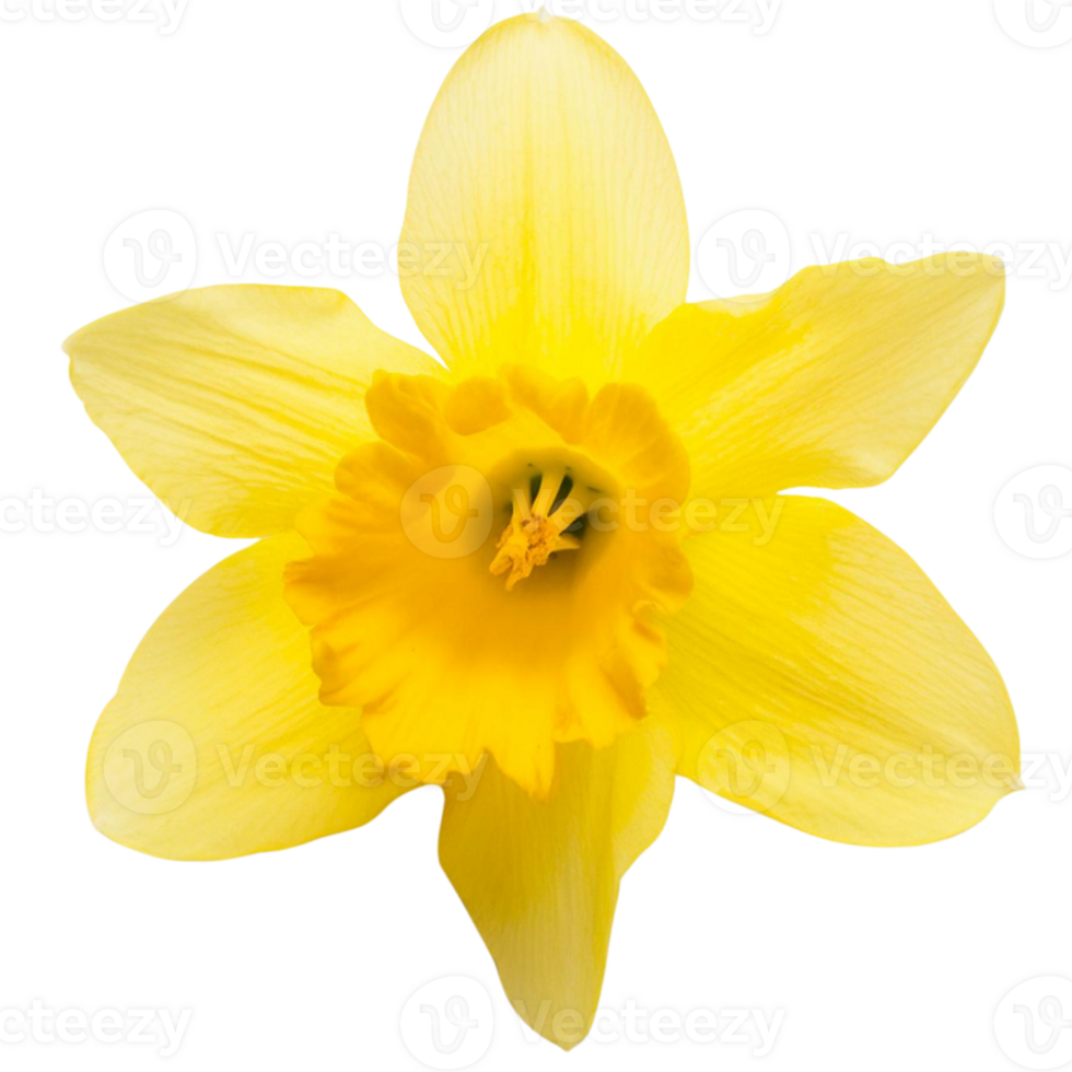 a Daffodil flower png