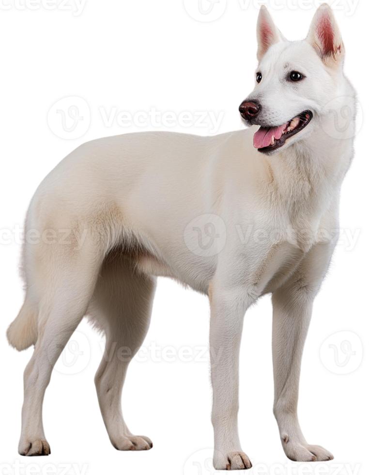 Siberian Husky, tranparent picture png