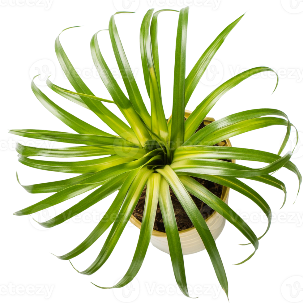 aloe vera plant png