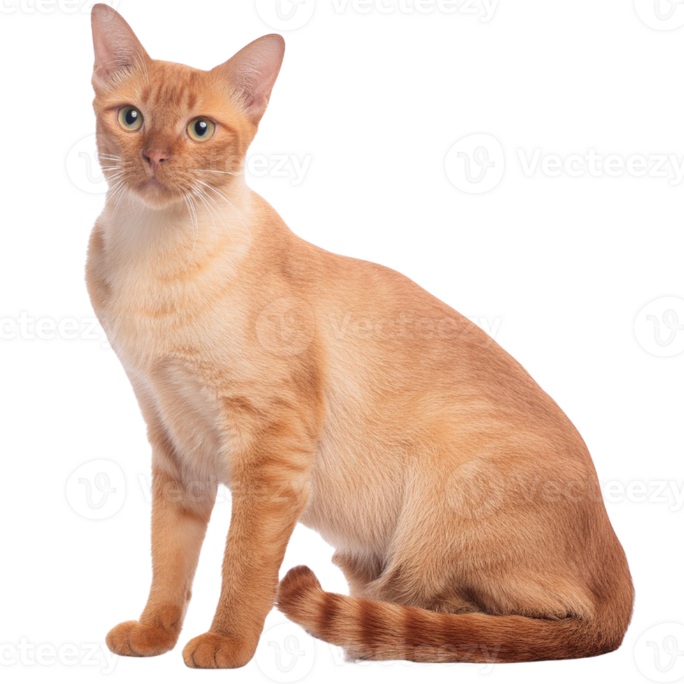 Siamese cat, transparent photo png