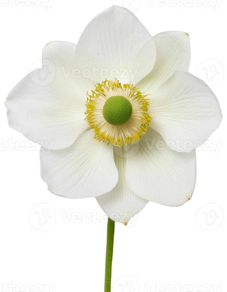 Anemone Lily flower png