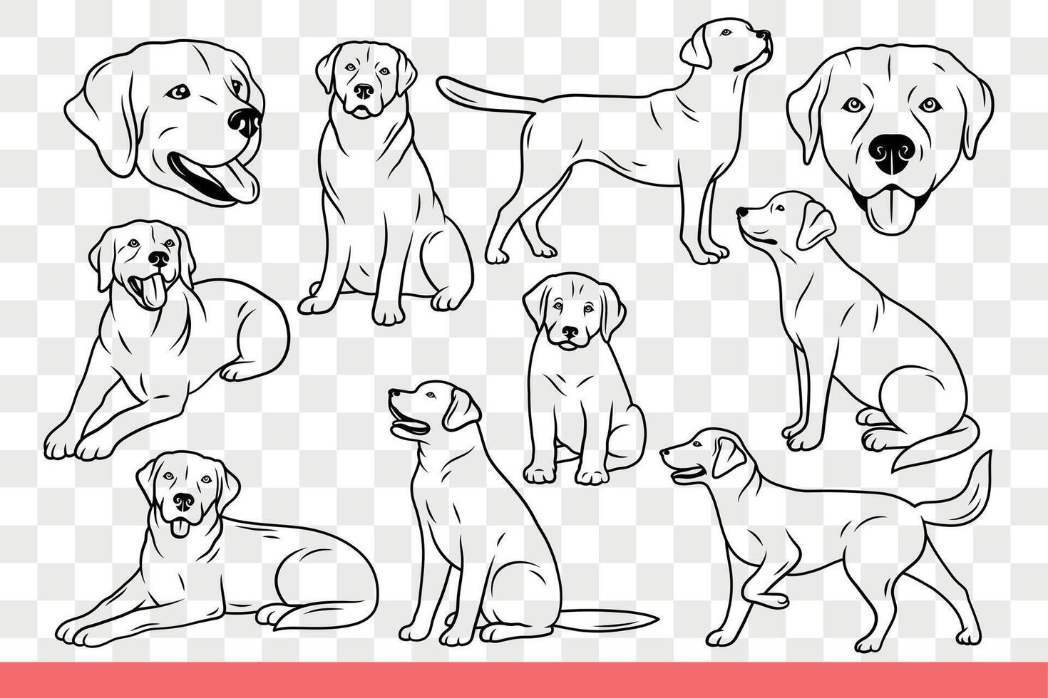 Dog of lobrador breed poses in different positions following commands of owner. Hand drawn doodle. vector