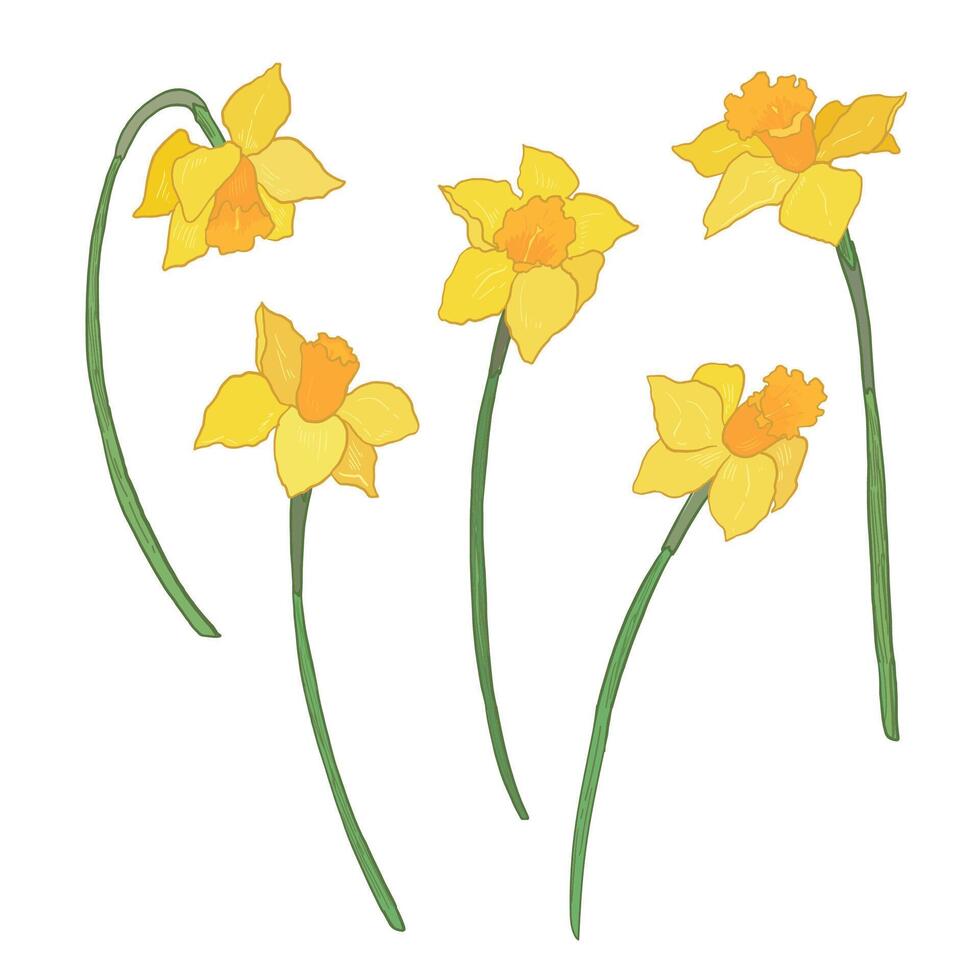 Daffodils set. Hand drawn flowers illustration. vector