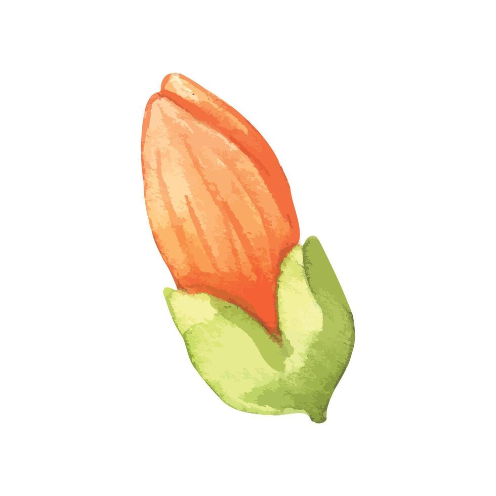 Watercolor flower illustration on a white vector