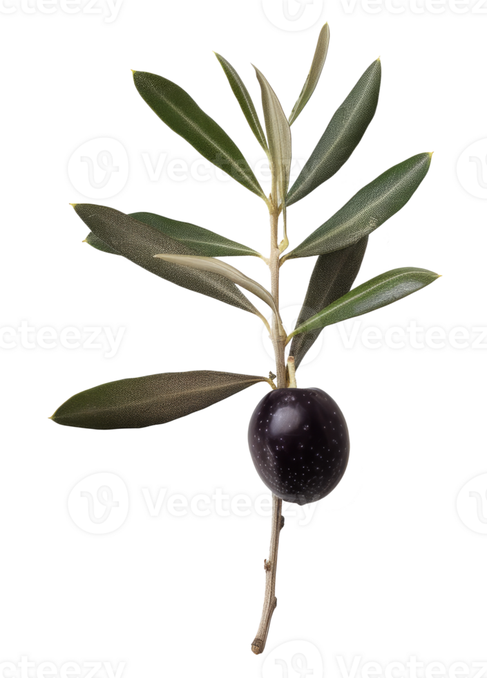 olive with leaves isolated on transparent background png