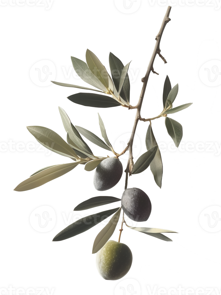 olive with leaves isolated on transparent background png