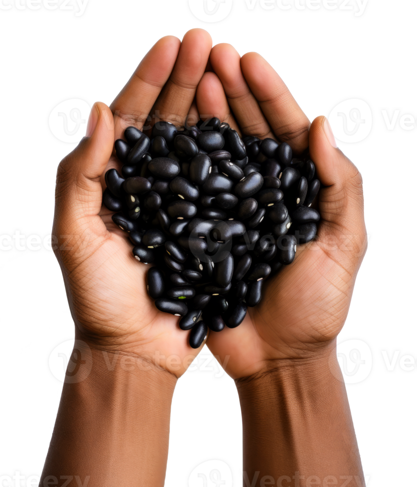 black bean isolated on transparent background png