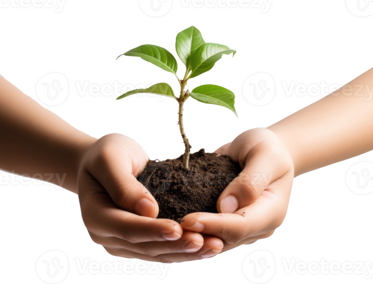 seedling on hand isolated on transparent background png