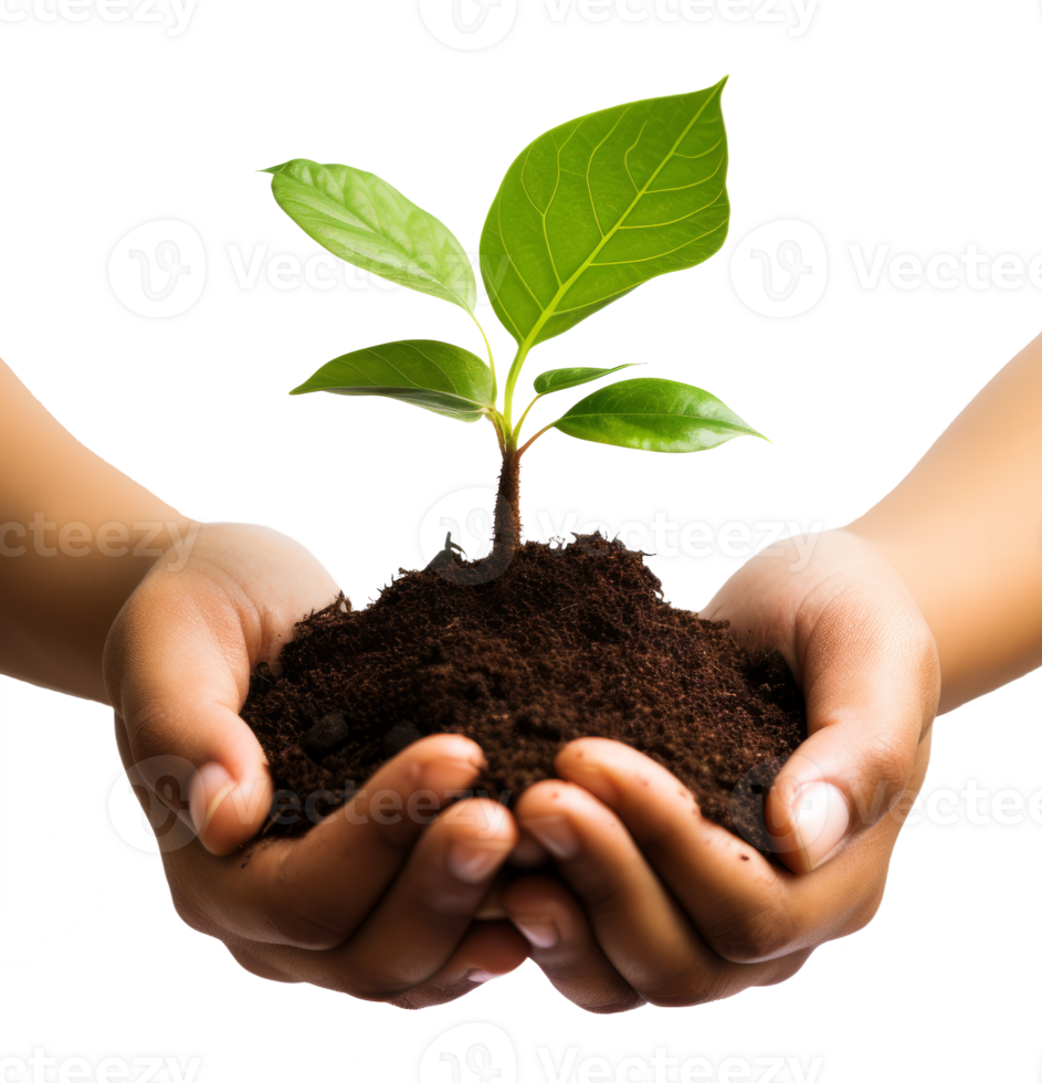 seedling on hand isolated on transparent background png