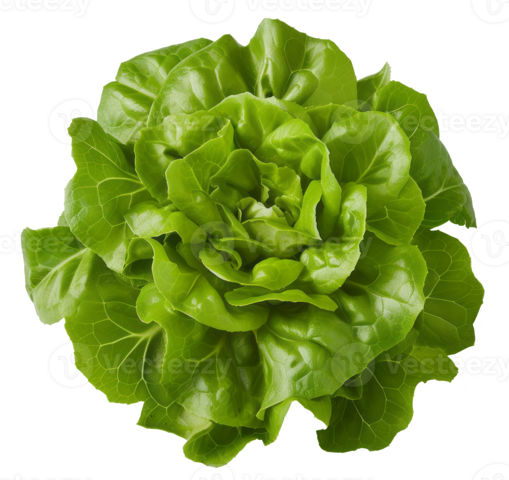 cos lettuce isolated on transparent background png
