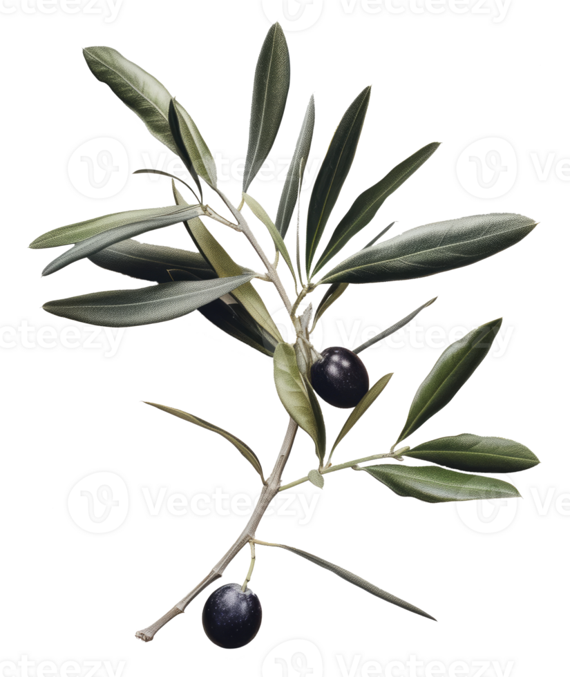 olive with leaves isolated on transparent background png