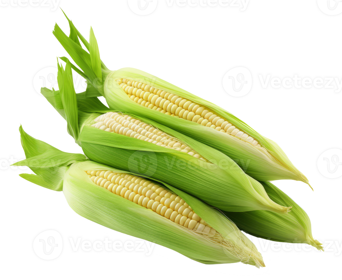 corn isolated on transparent background png