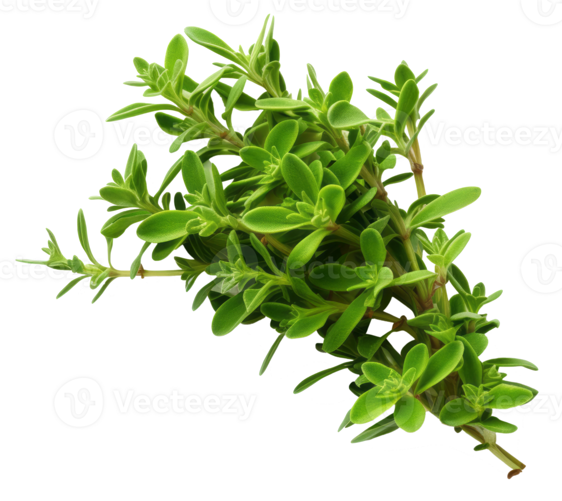 basil isolated on transparent background png