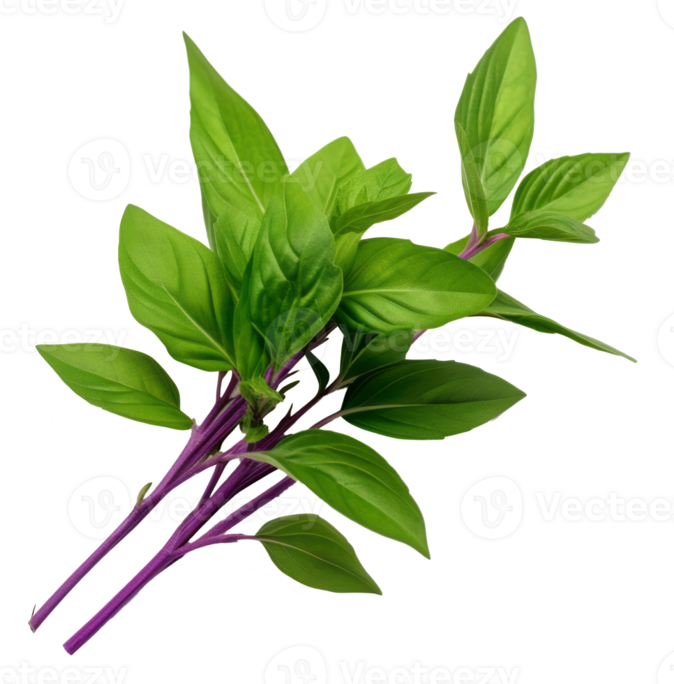 thai basil isolated on transparent background png