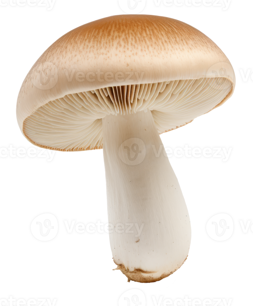 mushroom isolated on transparent background png